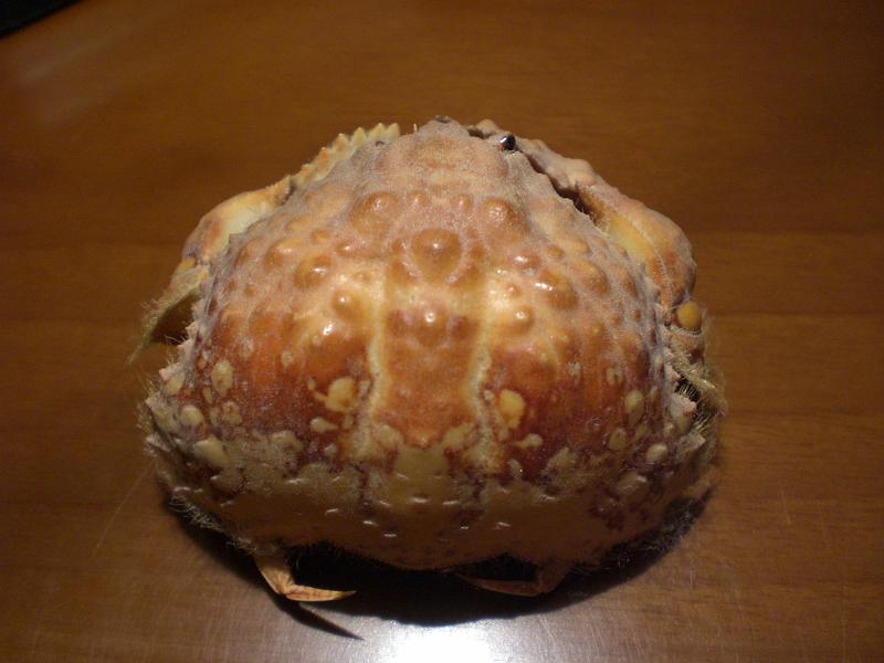 calappa undulata T.F.C. doral view.jpg